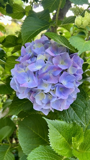 IMG_8733.jpeg
