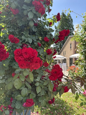 IMG_0784.jpeg