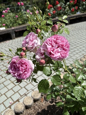 IMG_0797.jpeg