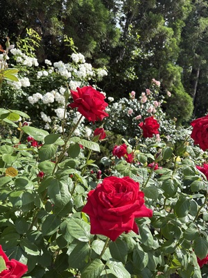 IMG_0800.jpeg