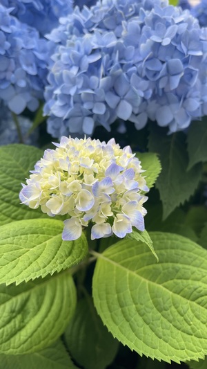 IMG_9259.jpeg