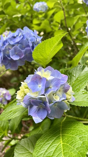IMG_9319.jpeg