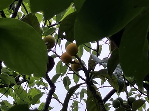 IMG_8056.jpeg