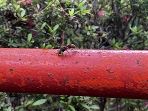IMG_8064.jpeg