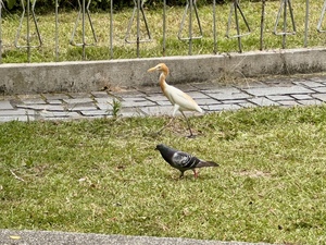 IMG_5343.jpeg
