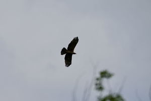 IMG_5391.jpeg