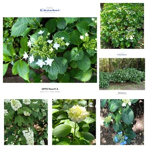 20260601_182456-COLLAGE.jpg
