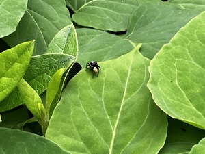 IMG_8004.jpeg