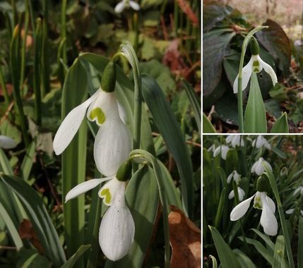 スノードロップ.jpg