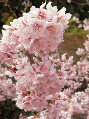 椿寒桜.jpg