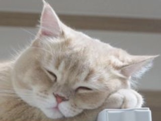720C62C1-2C5E-4501-8108-9717CD6BC554.jpeg