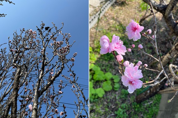 画像.jpeg