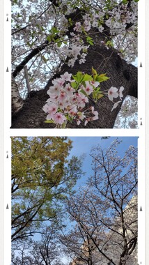 20260331_173720-COLLAGE.jpg