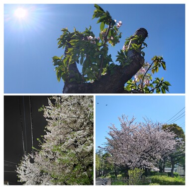 20260412_073335-COLLAGE.jpg
