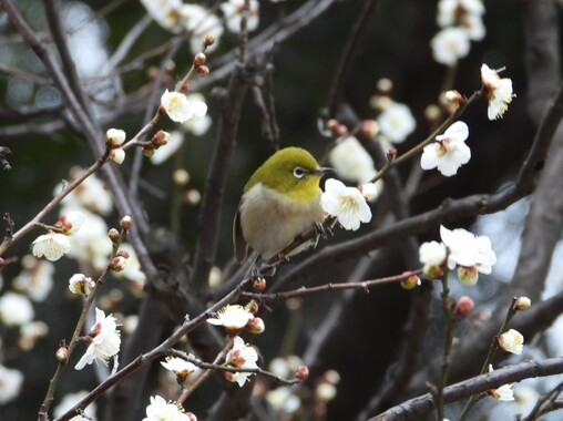 メジロ1.JPG