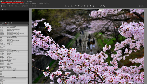 桜.png