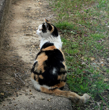 ねこ.JPG
