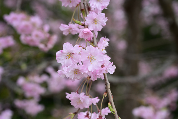 Z63_0357.JPG