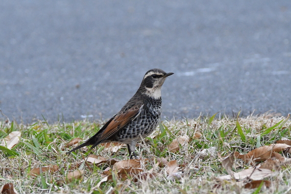 DSC_1035.jpg