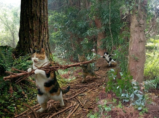 猫3匹が籠でミカン運ぶ_202604210954.jpeg