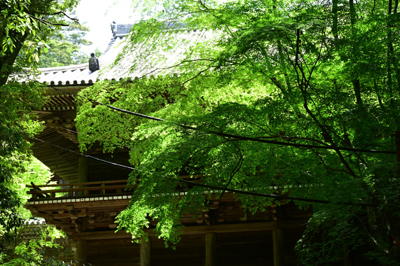 _Z620664_02.JPG