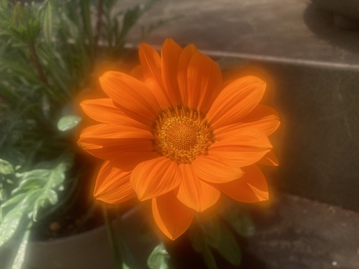 IMG_8017.jpeg