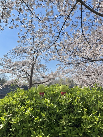 IMG_2087.jpeg