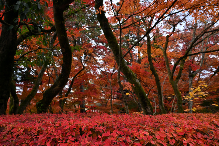 DSC_6619.jpg