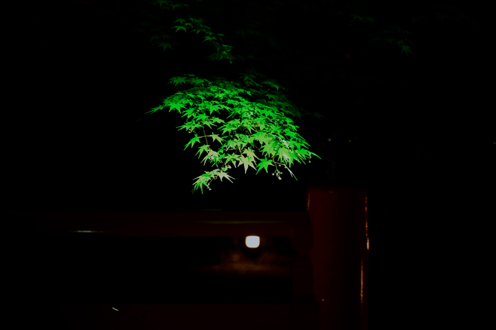 DSC_1552.jpg