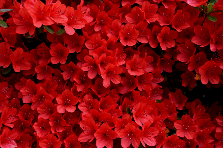 DSC_8710.jpg