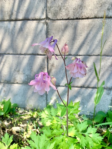 IMG_0039.jpeg