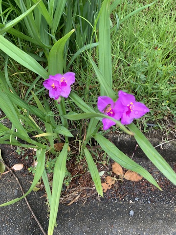 IMG_0056.jpeg