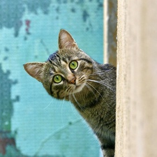 猫好きサークル