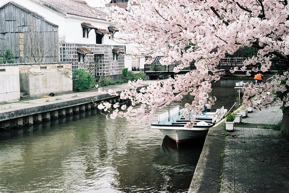 加茂川の桜.jpg