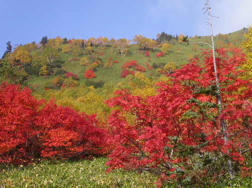 10月(2002)_焼岳の紅葉.JPG