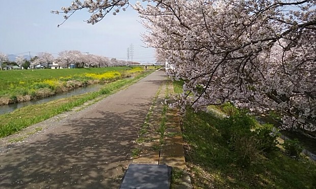 Im_mineo桜で応募20200403_115445.jpg