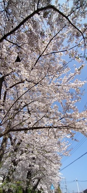 桜20200404-02.jpg