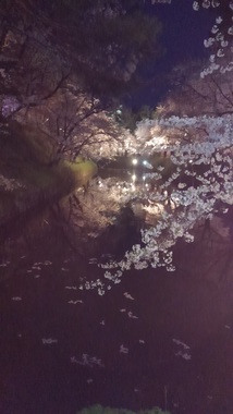 夜桜.JPG