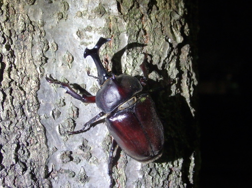 カブトムシ_オス.JPG