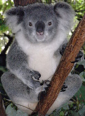 500px-Friendly_Female_Koala.jpeg