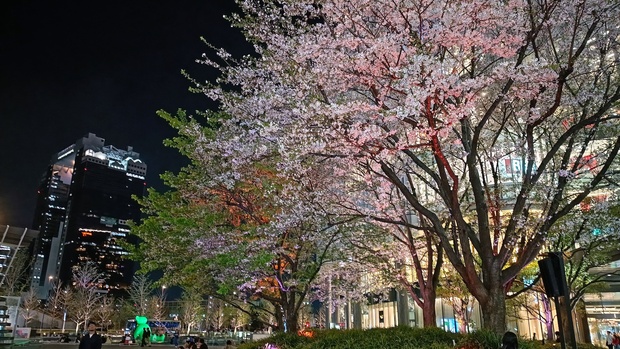 グランフロントの桜.jpg