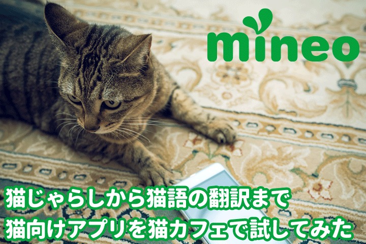 猫じゃらしから猫語の翻訳まで　猫向けアプリを猫カフェで試してみた