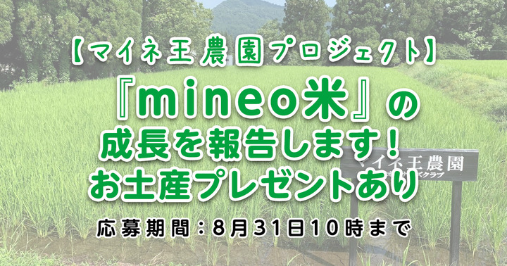 【マイネ王農園プロジェクト】『mineo米』の成長を報告します！お土産プレゼントあり（8/31まで）