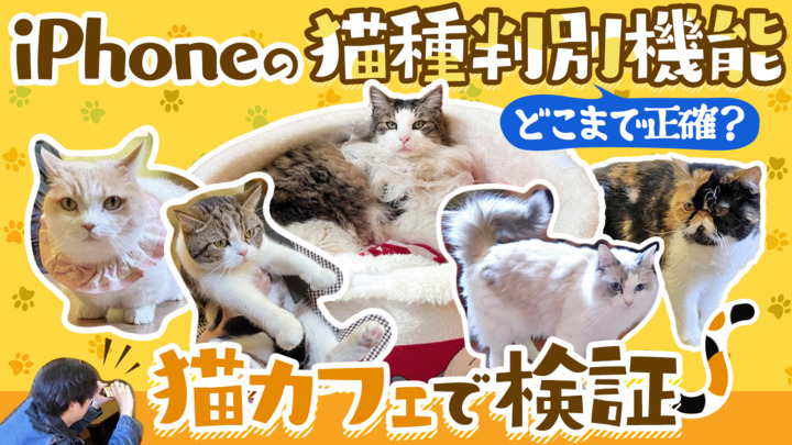 【iPhone VS ネコ】iPhoneの「猫種判別機能」はどこまで正確？ 猫カフェ五番勝負で検証してみた