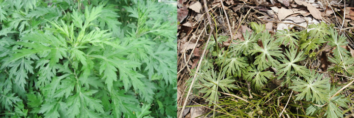 ヨモギ（左）と有毒植物のトリカブト（右）