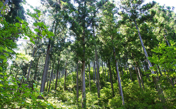 提供：一般社団法人more trees