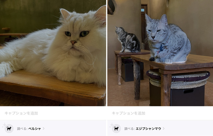 追加検証で正解だったネコちゃんたち