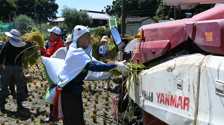 お土産ノベルティに入っていた、フード付きタオルを羽織りながら稲刈りを行うユーザーさん...！（暑くないの！？）