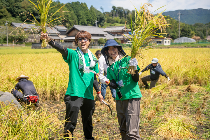 初のイベント参加でウキウキに稲刈りをやっている兎家てんてん＆祭男＠運営事務局。