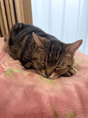 猫好きサークルでも登場しているうちのエルクくん(=^・^=)